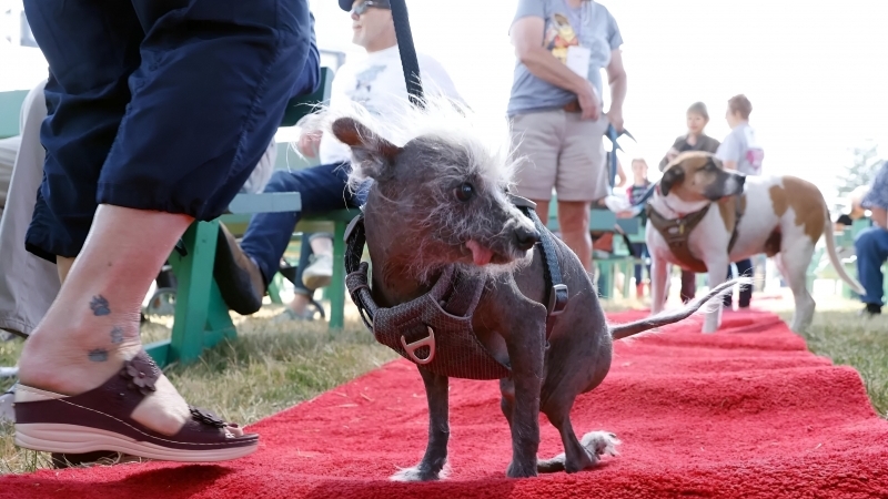 Fotografia dimineții - Scooter este câștigătorul concursului Cel mai urât câine desfășurat în California. John G Mabanglo/EPA, via Shutterstock