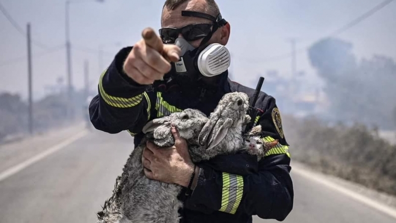 Fotografia dimineții - Un pompier ține doi iepuri și o pisică, salvați din incendiile care au cuprins insula Rodos