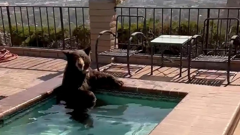Fotografia dimineții - Un urs a fost surprins într-o piscină din Burbank, California. AP
