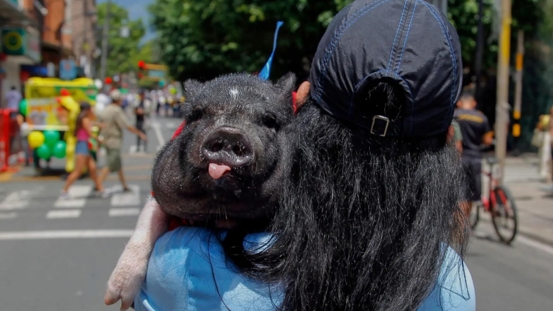 Fotografia dimineții - O femeie ține un porc de Ziua Mondială a Lenei, în Itagüí, Columbia