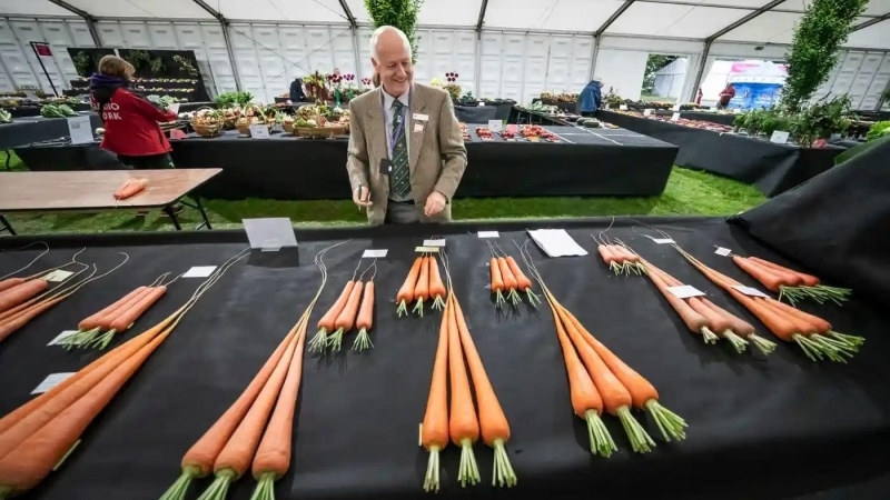 Fotografia dimineții - Un membru al juriului inspectează o tarabă cu morcovi la o competiție pentru legume gigant din Marea Britanie