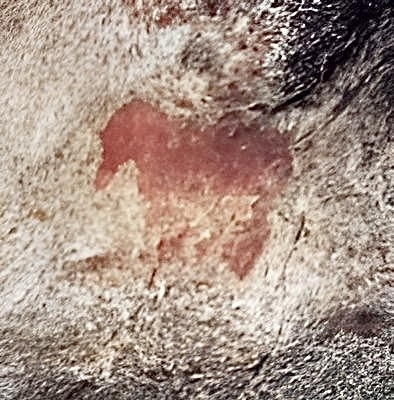 Dej - Începutul civilizației pe Valea Someșului. Primele picturi rupestre descoperite în România, vechi de aproximativ 12.000 de ani